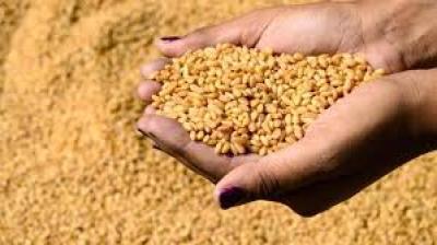 المتحدة تشتري 20 ألف طن من القمح لليمن